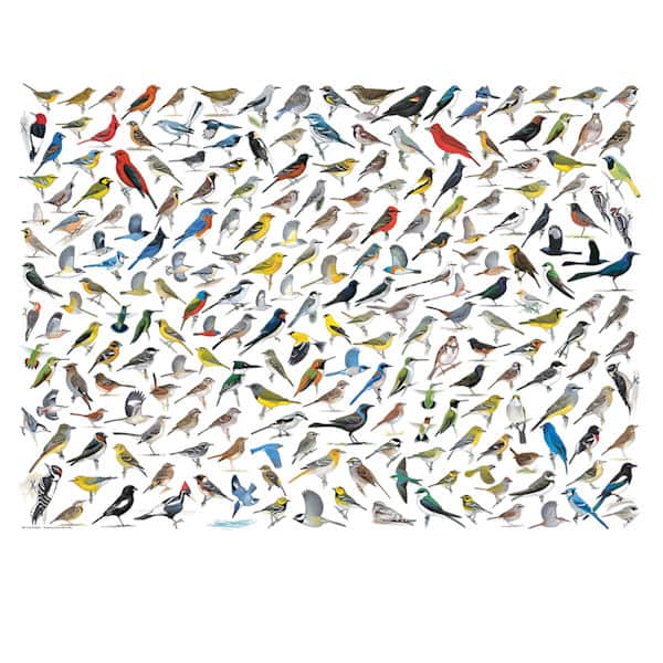 Sibley's World of Birds Puzzle
