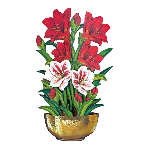Product image for Amaryllis Pop-Up Card