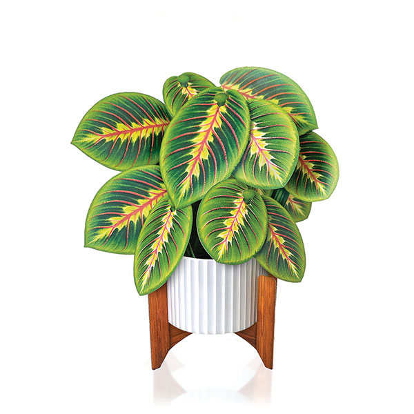 Product image for Houseplant Pop-Up Cards