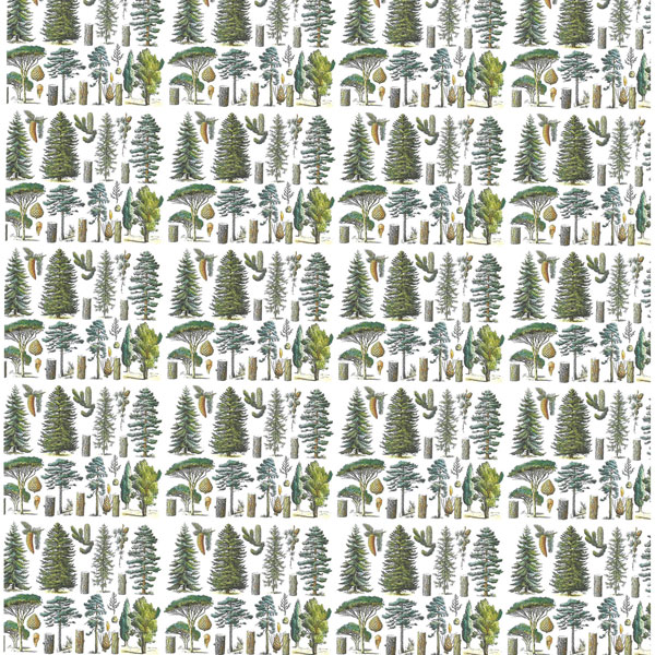 Natural History Gift Wrap: Conifers