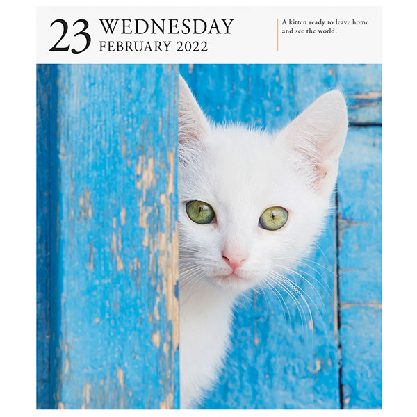 2022 Gallery Cat Calendar