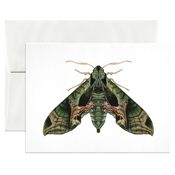 Lepidoptera Cards