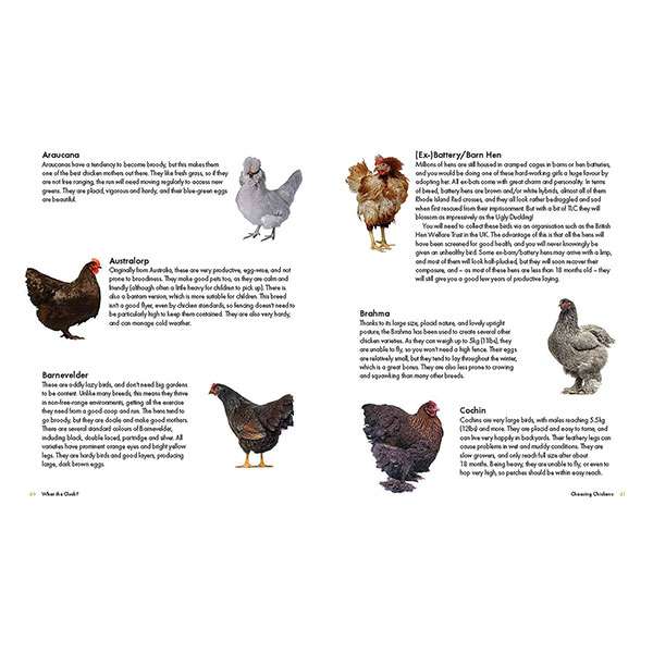 Product image for What the Cluck?: The Omlet Guide to Keeping Chickens