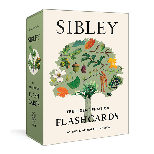 Product image for Sibley Tree Identification Flashcards