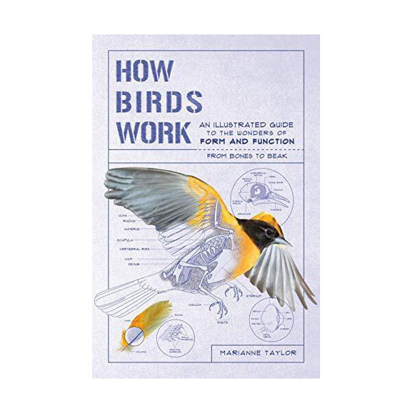 Product image for How Birds Work