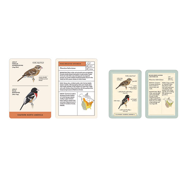Product image for Sibley Backyard Birding Flashcards