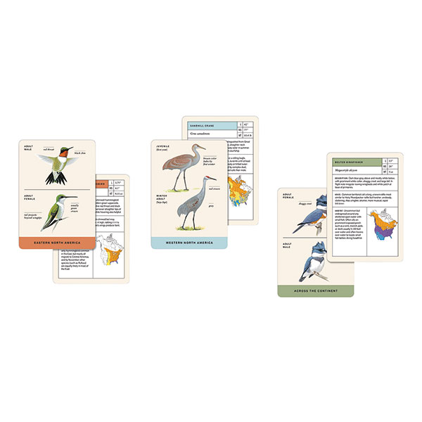Product image for Sibley Backyard Birding Flashcards
