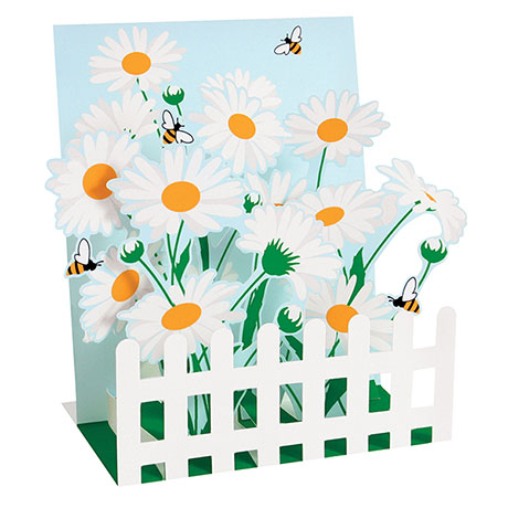 White Fence and Daisies Boxed Pop-Up Cards