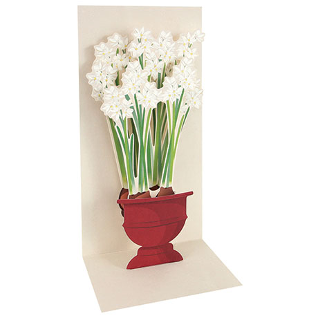 Paperwhites Pop-Up Cards Boxed Set