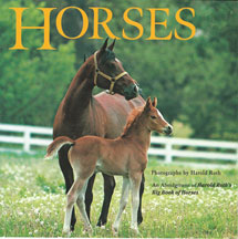 Alternate image Horses Play Set and Book