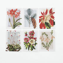 Alternate Image 1 for Winter Botanicals Note Cards