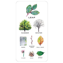 Alternate Image 1 for Tree Vision: Know Your Trees in Thirty Cards