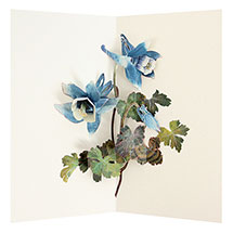 Alternate Image 2 for Takeda Floral Pop-Up Cards