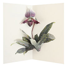 Alternate image for Takeda Floral Pop-Up Cards