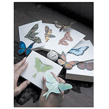 Product Image for Lepidoptera Cards