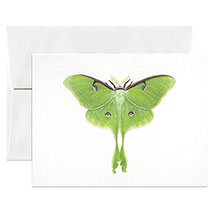 Alternate Image 1 for Lepidoptera Cards