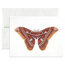 Alternate Image 2 for Lepidoptera Cards