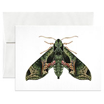 Alternate Image 3 for Lepidoptera Cards