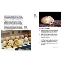 Alternate Image 3 for What the Cluck?: The Omlet Guide to Keeping Chickens