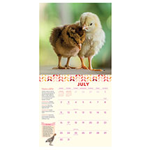 Alternate image for 2023 How to Speak Chicken Wall Calendar 